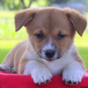 Brennie, Pembroke Welsh Corgi Puppy