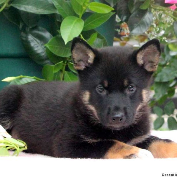 Brent, Shiba Inu Mix Puppy