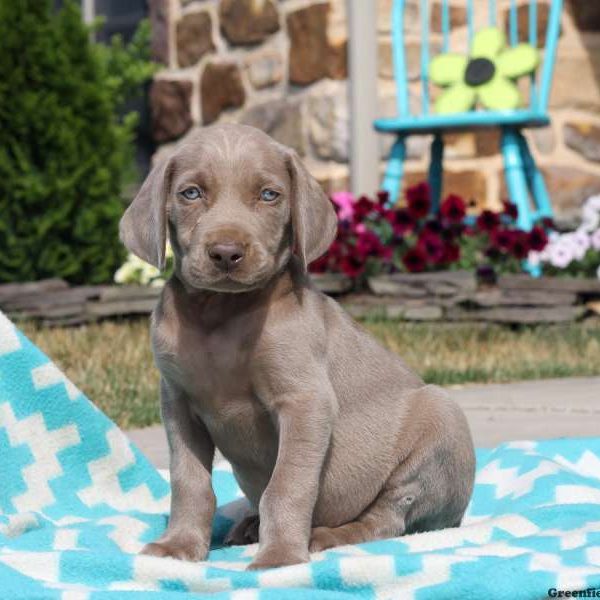 Brent, Weimaraner Puppy