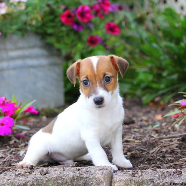 Brent, Jack Russell Terrier Puppy