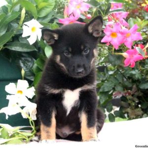 Brent, Shiba Inu Mix Puppy