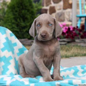 Brent, Weimaraner Puppy