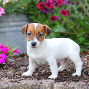 Brent, Jack Russell Terrier Puppy