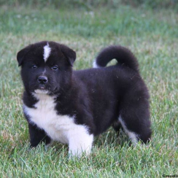 Brett, Akita Puppy