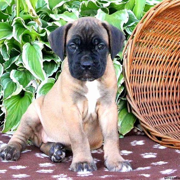 Bri, Cane Corso Puppy