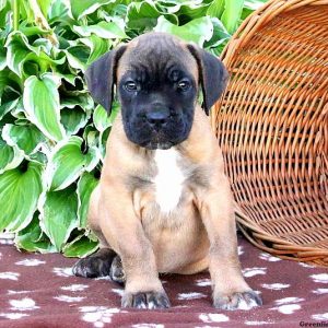 Bri, Cane Corso Puppy