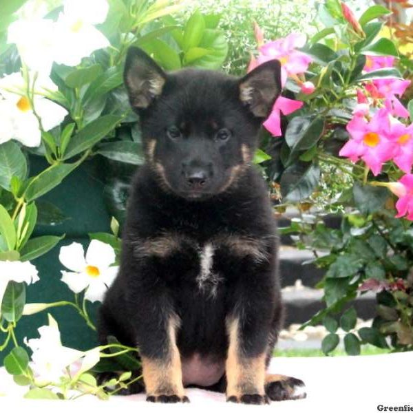 Bria, Shiba Inu Mix Puppy