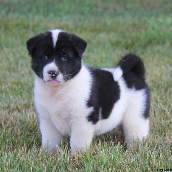 Brian, Akita Puppy