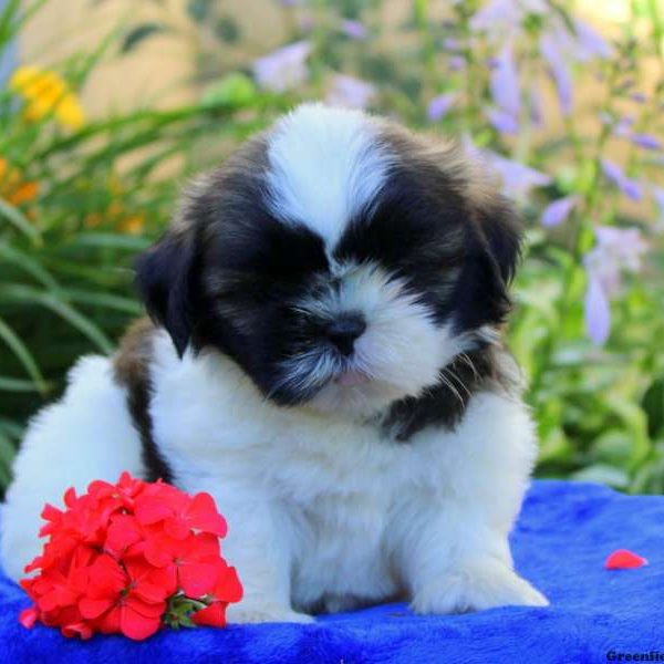 Brian, Shih Tzu Puppy