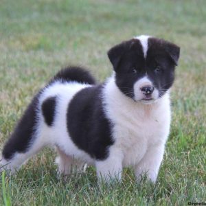 Brian, Akita Puppy