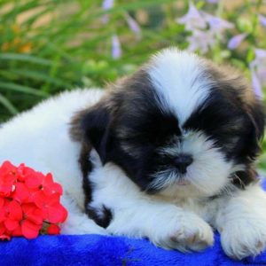 Brian, Shih Tzu Puppy