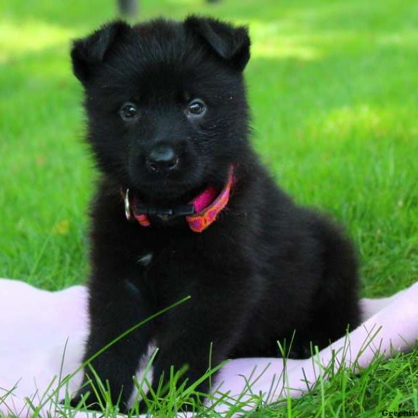 Brianna Grace, German Shepherd Puppy