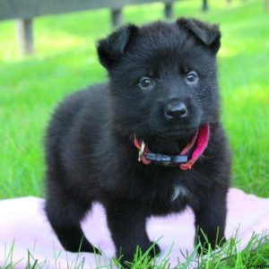 Brianna Grace, German Shepherd Puppy