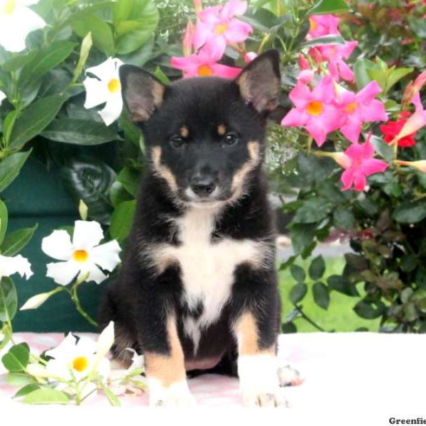 Brianna, Shiba Inu Mix Puppy