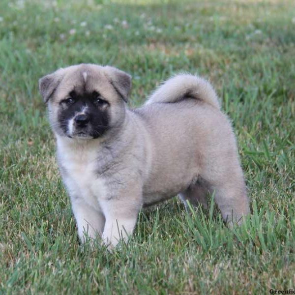 Brianna, Akita Puppy