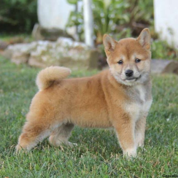 Brianna, Shiba Inu Puppy