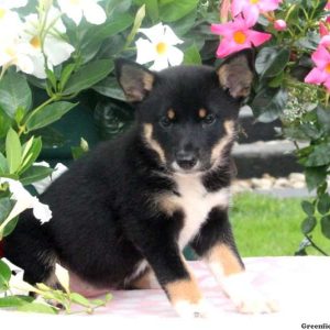 Brianna, Shiba Inu Mix Puppy