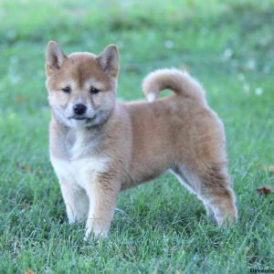 Brianna, Shiba Inu Puppy