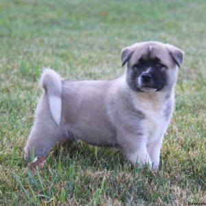 Brianna, Akita Puppy