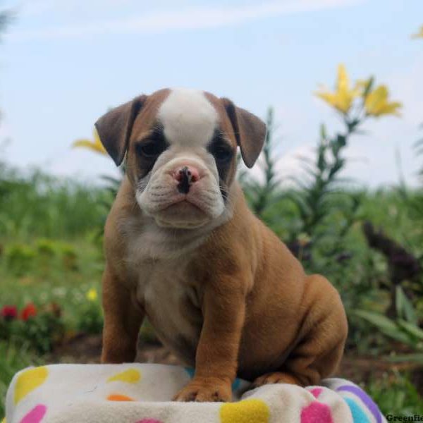 Briar, Olde English Bulldogge Puppy