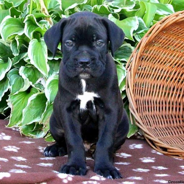 Briar, Cane Corso Puppy