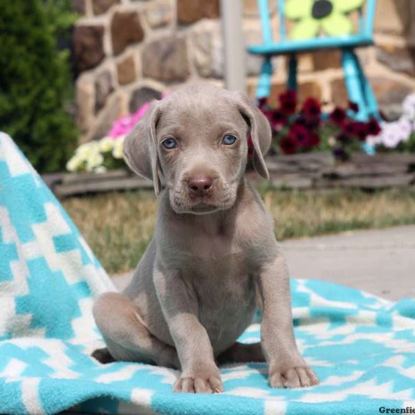 Briar, Weimaraner Puppy