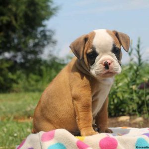 Briar, Olde English Bulldogge Puppy