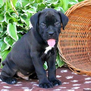 Briar, Cane Corso Puppy