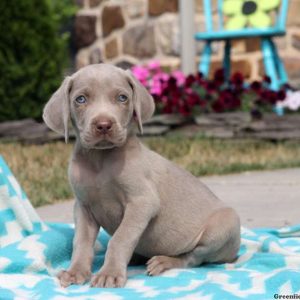 Briar, Weimaraner Puppy