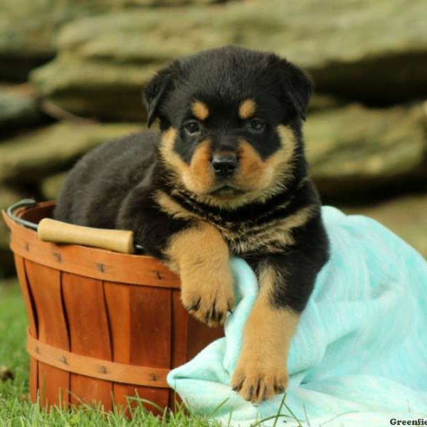 Bricker, Rottweiler Puppy