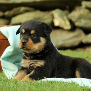 Bricker, Rottweiler Puppy