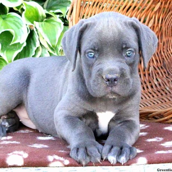 Bridget, Cane Corso Puppy