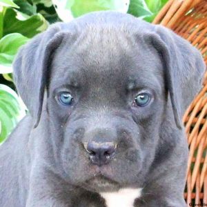 Bridget, Cane Corso Puppy