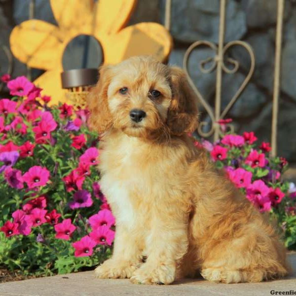 Brie, Cockapoo Puppy