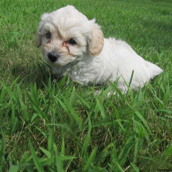 Brie, Morkie-Poo Puppy