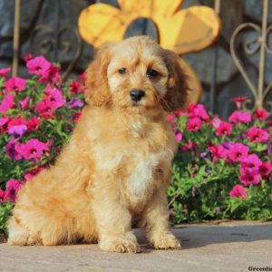 Brie, Cockapoo Puppy