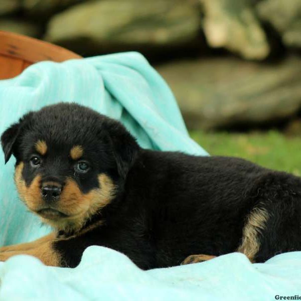 Brielle, Rottweiler Puppy