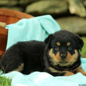 Brielle, Rottweiler Puppy