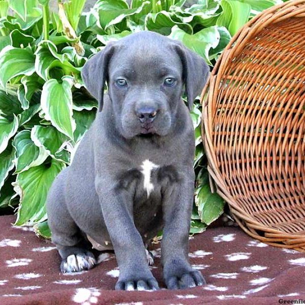 Brittany, Cane Corso Puppy