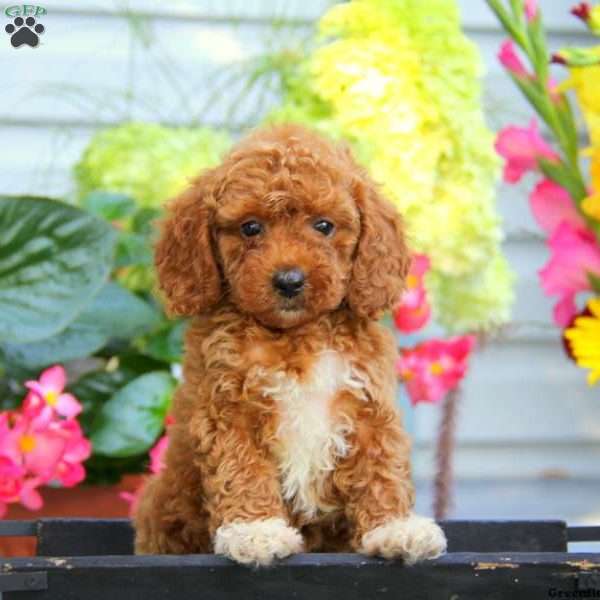 Brittany, Miniature Poodle Puppy