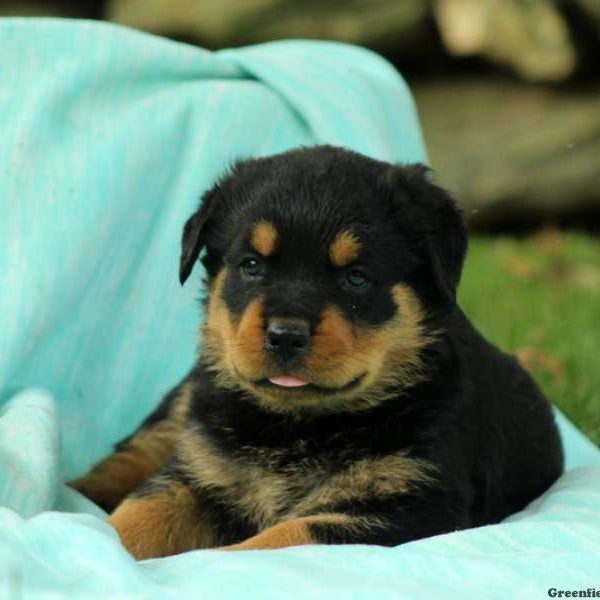 Brittany, Rottweiler Puppy