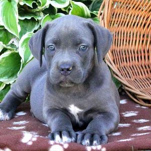 Brittany, Cane Corso Puppy