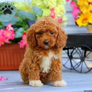 Brittany, Miniature Poodle Puppy