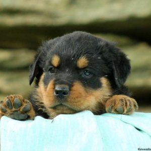 Brittany, Rottweiler Puppy