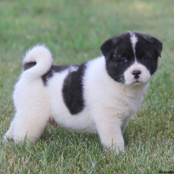 Brody, Akita Puppy