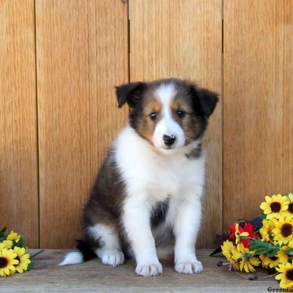 Brody, Shetland Sheepdog Puppy