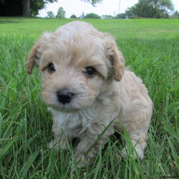 Brody, Morkie-Poo Puppy