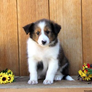 Brody, Shetland Sheepdog Puppy