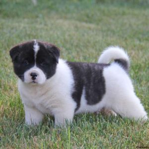 Brody, Akita Puppy