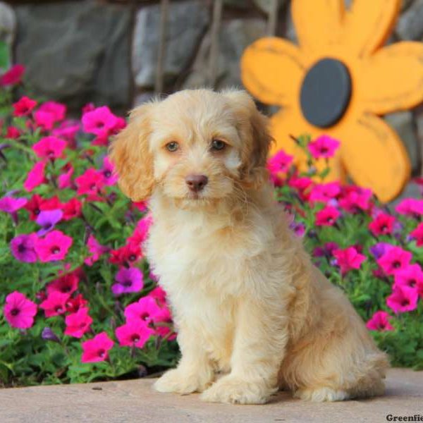 Brooke, Cockapoo Puppy